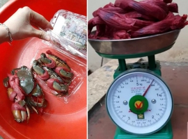 Bực mình, mua 1,8 kg cua biển, gỡ mất 5 lạng dây buộc